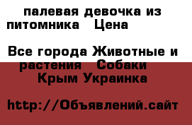 палевая девочка из питомника › Цена ­ 40 000 - Все города Животные и растения » Собаки   . Крым,Украинка